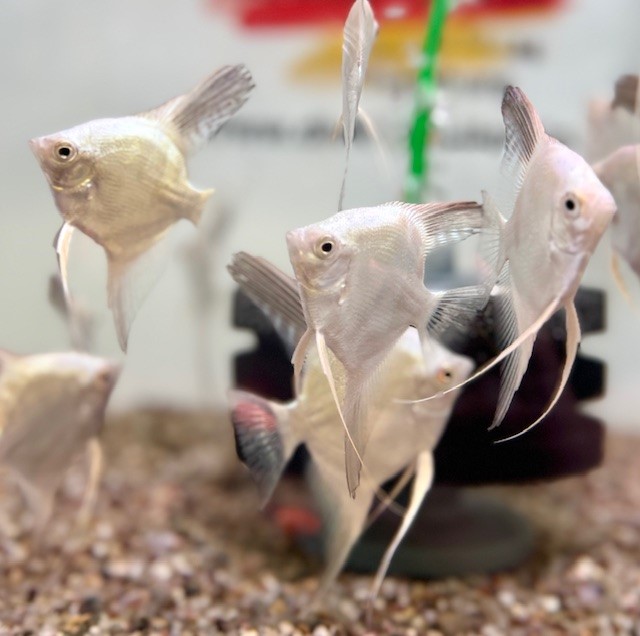 Skalar Platinum Seal Point 6-8cm